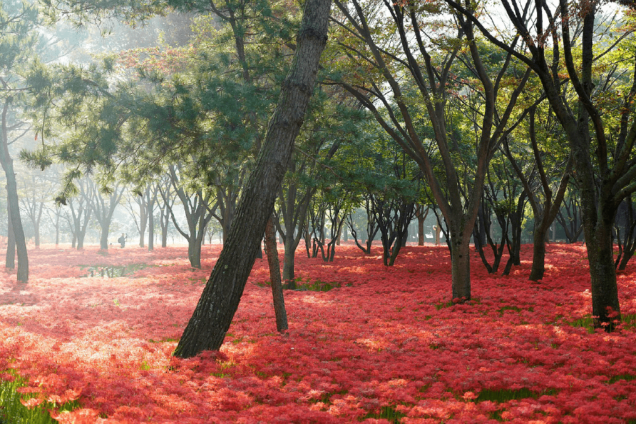 Red Flowers Forest Scenery Photograph Print 100% Australian Made