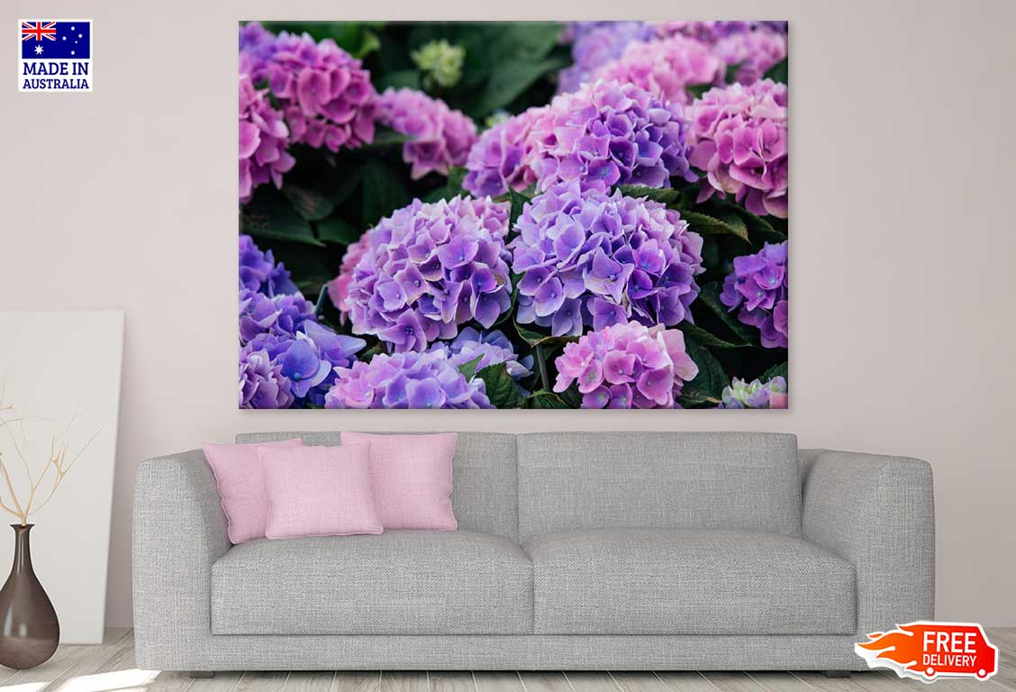 Pink Purple Hydrangea Flowers Photograph Print 100% Australian Made