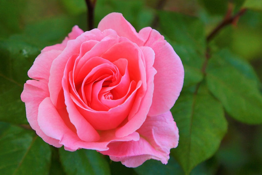 Pink Rose Closeup Photograph Print 100% Australian Made
