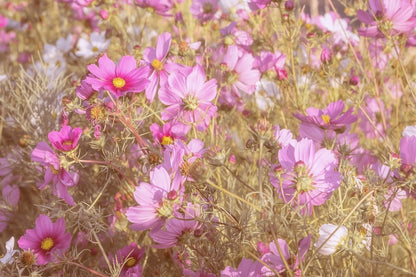 Pink Cosmeas Flowers Field Photograph Print 100% Australian Made