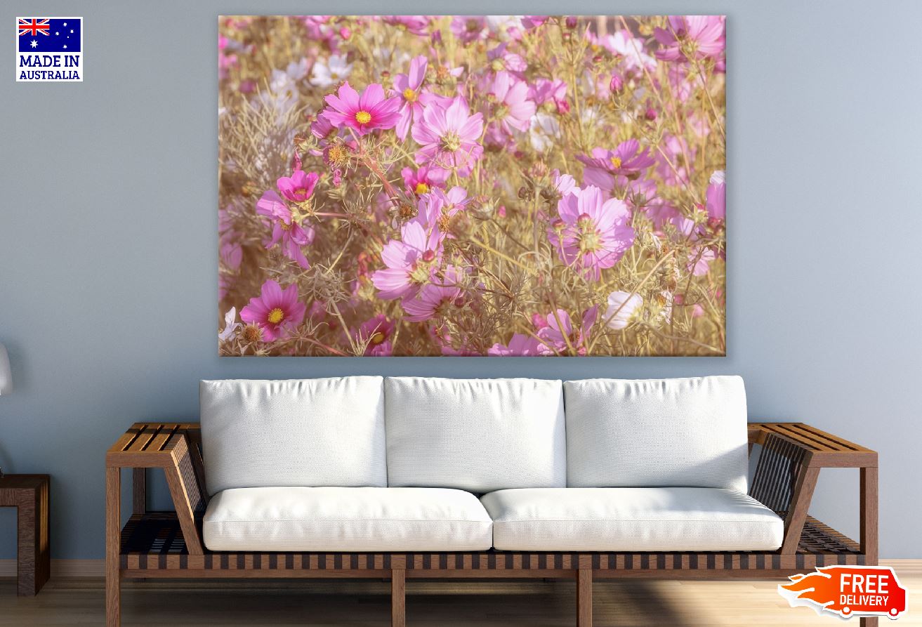Pink Cosmeas Flowers Field Photograph Print 100% Australian Made