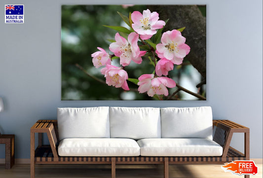White Pink Sakura Flowers View Photograph Print 100% Australian Made