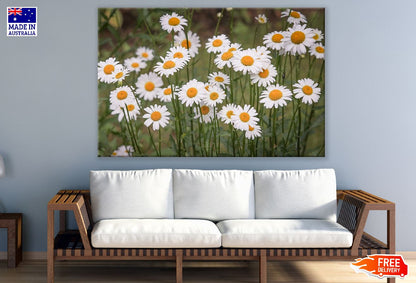 Daisy Flowers Closeup Photograph Print 100% Australian Made