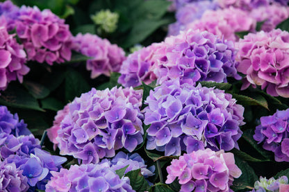 Pink Purple Hydrangea Flowers Photograph Print 100% Australian Made