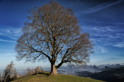 Huge Tree on Mountain Photograph Print 100% Australian Made