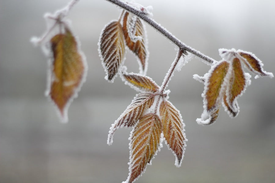 Cold Leaf Frost Photograph Print 100% Australian Made