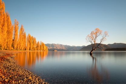 Bella Home That Wanaka Tree in Autumn in New Zealand Print Canvas Ready to hang