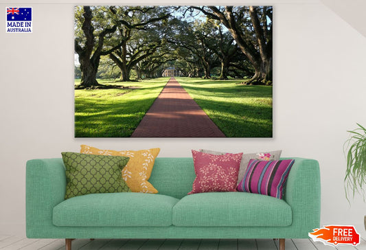 Road Covered with Old Trees Photograph Print 100% Australian Made