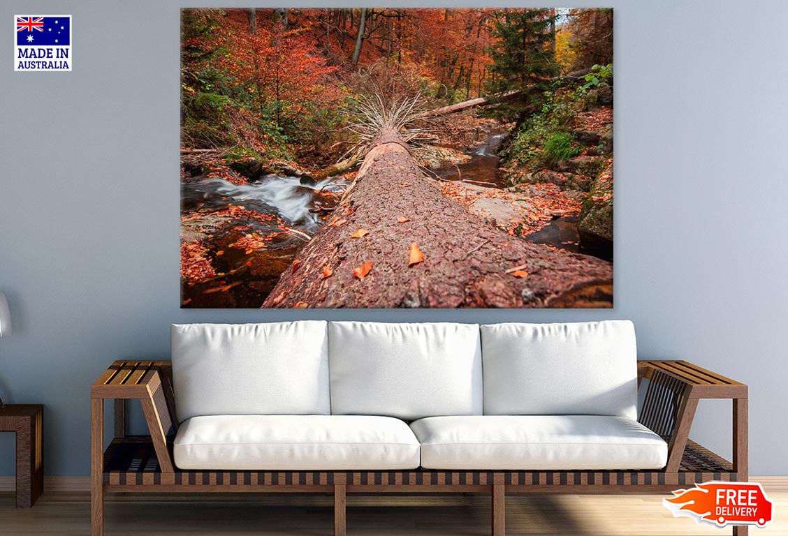 Fallen Tree & River in Autumn Forest Photograph Print 100% Australian Made