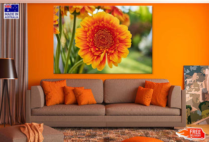 Orange Gerbera Flower Photograph Print 100% Australian Made