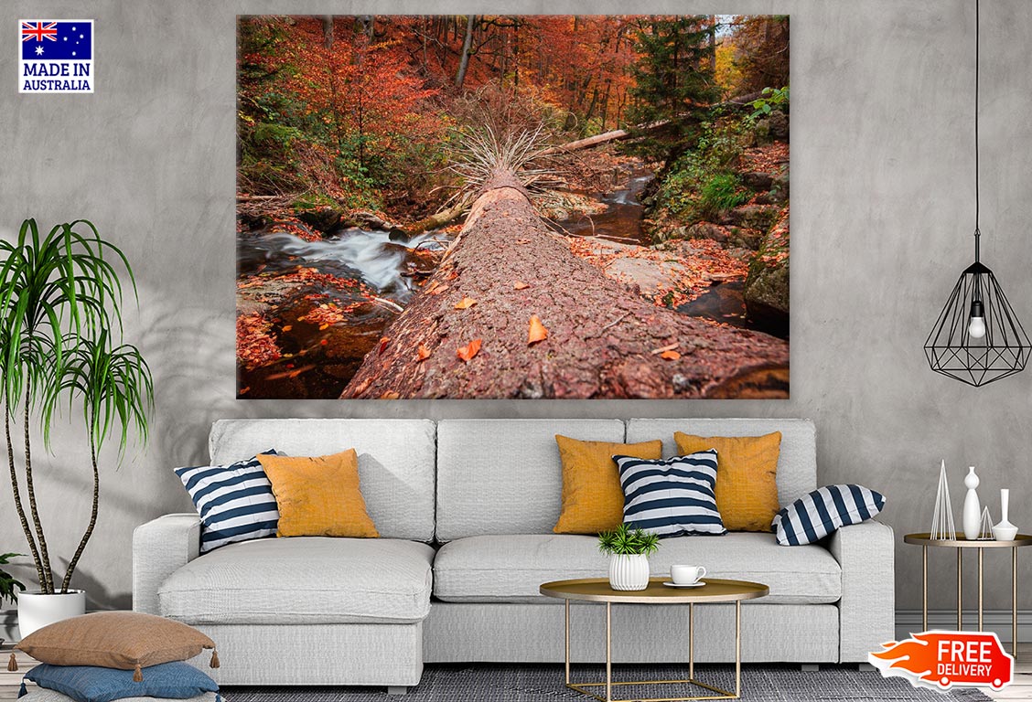 Fallen Tree & River in Autumn Forest Photograph Print 100% Australian Made