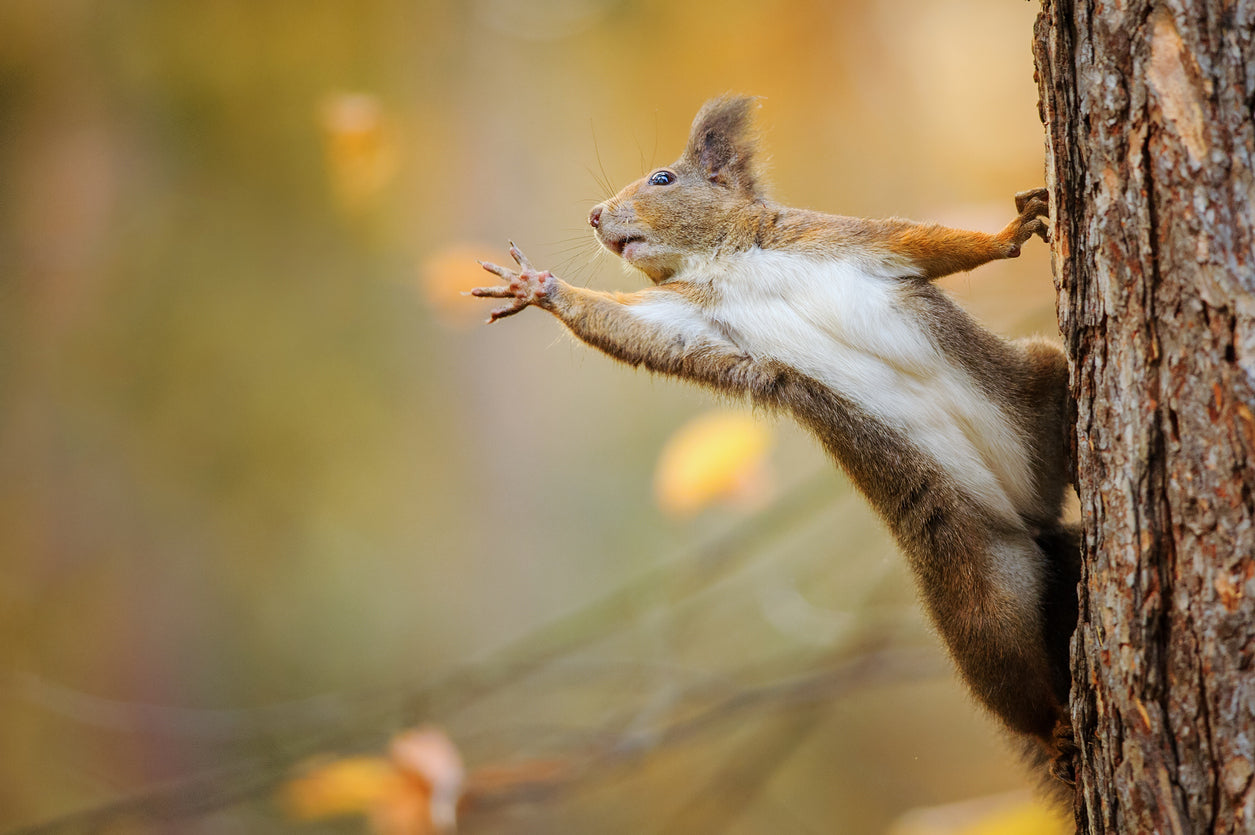 Squirrel on Tree Closeup View Photograph Print 100% Australian Made