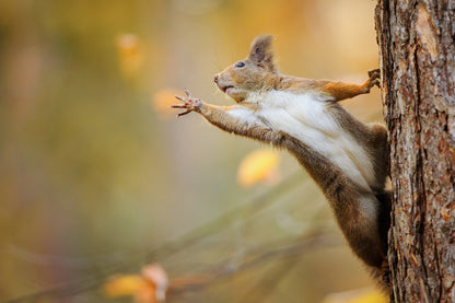 Squirrel on Tree Closeup View Photograph Print 100% Australian Made