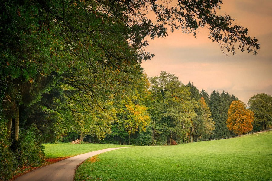 Autumn Garden Pathway View Photograph Print 100% Australian Made