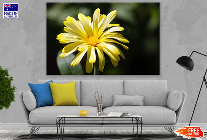 Sea Marigold Flower Closeup Photograph Print 100% Australian Made
