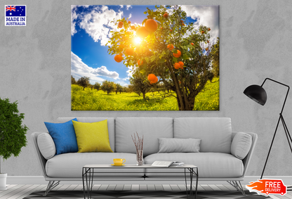 Orange Trees & Sunset Sky View Photograph Print 100% Australian Made