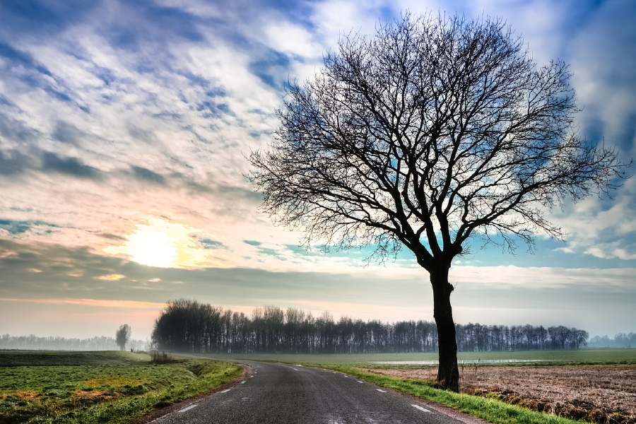 Dead Tree Near Road & Forest Scenery Photograph Print 100% Australian Made