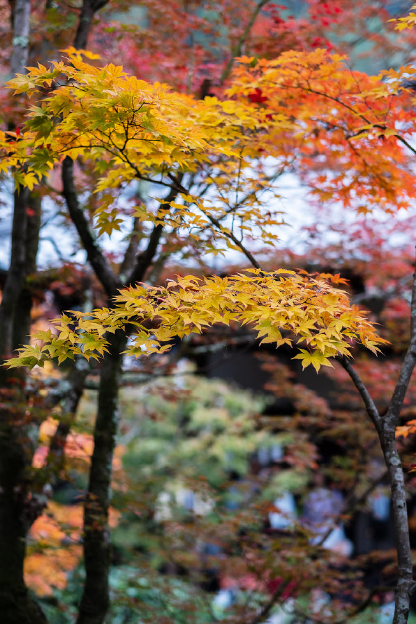 Yellow Autumn Leaves Branch View Photograph Print 100% Australian Made