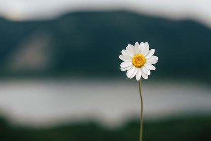 Daisy Flower Closeup Photograph Print 100% Australian Made