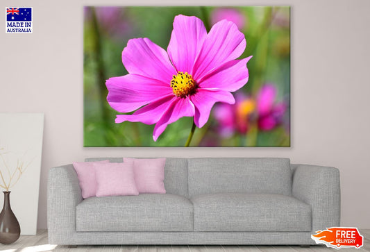 Pink Cosmos Flower Closeup Photograph Print 100% Australian Made