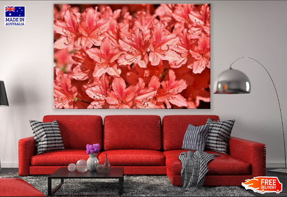 Red Rhododendrons Flowers Photograph Print 100% Australian Made