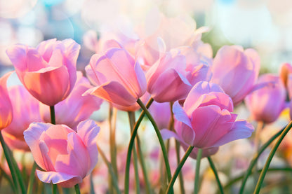 Pink Tulip Flowers Closeup View Photograph Print 100% Australian Made