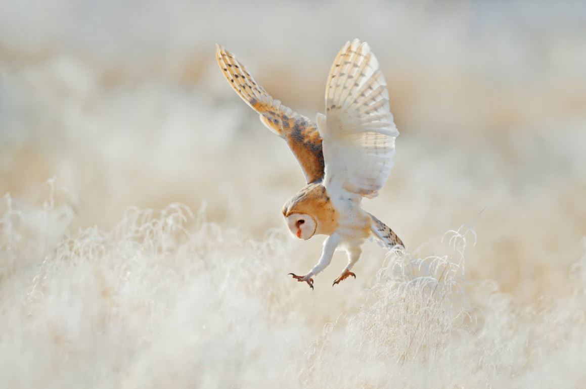 Owl Flying on Field Photograph Home Decor Premium Quality Poster Print Choose Your Sizes