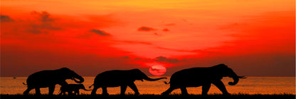 Panoramic Canvas Elephants Walking at Sunset Photograph High Quality 100% Australian Made Wall Canvas Print Ready to Hang