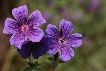 Purple Cranesbill Flowers Closeup Photograph Print 100% Australian Made