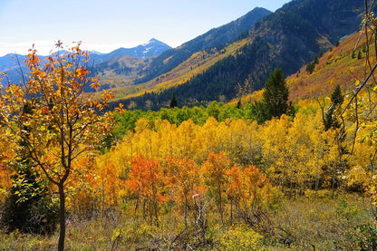 Autumn Trees & Mountains View Photograph Print 100% Australian Made