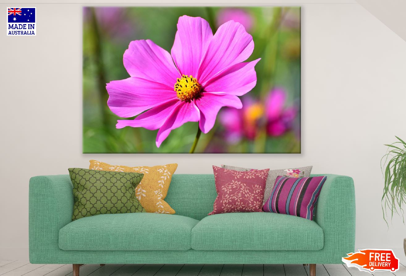 Pink Cosmos Flower Closeup Photograph Print 100% Australian Made
