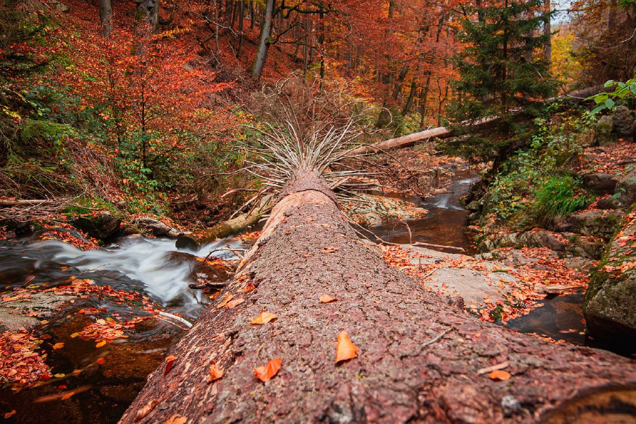 Fallen Tree & River in Autumn Forest Photograph Print 100% Australian Made