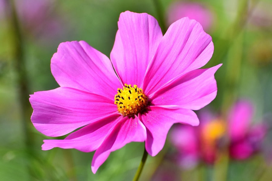 Pink Cosmos Flower Closeup Photograph Print 100% Australian Made