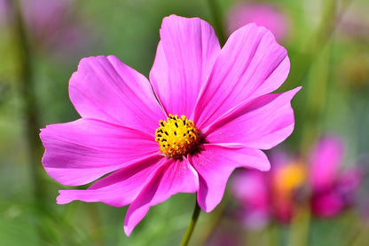 Pink Cosmos Flower Closeup Photograph Print 100% Australian Made