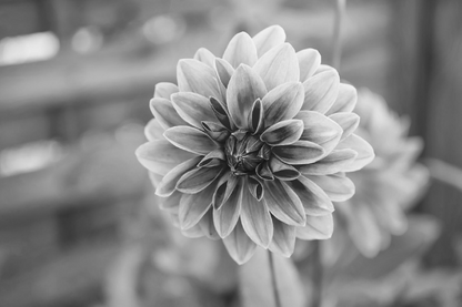 Dahlia Flower B&W Photograph Home Decor Premium Quality Poster Print Choose Your Sizes