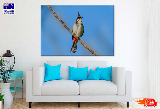 Red Whiskered Bulbul Bird Photograph Print 100% Australian Made