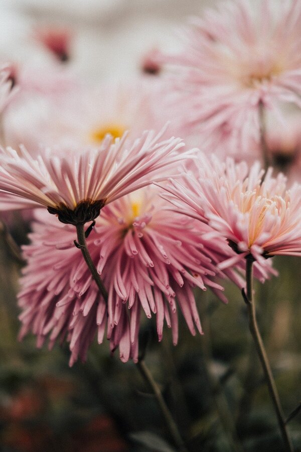 Pink Dahlia Flowers Photograph Print 100% Australian Made