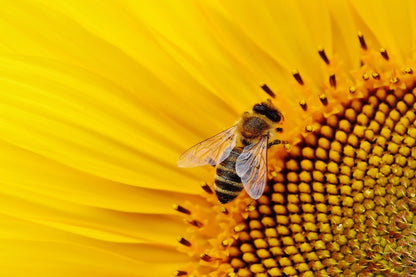 Closeup Macro Bee Working on Sunflower Photograph Print 100% Australian Made