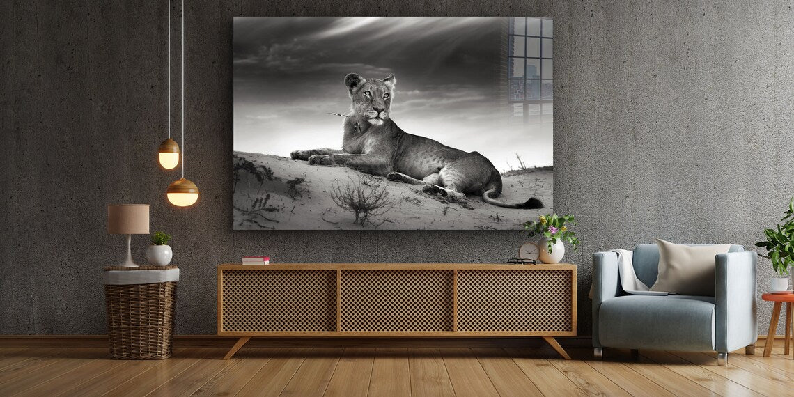 Lioness on Sand B&W Print Tempered Glass Wall Art 100% Made in Australia Ready to Hang