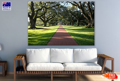 Road Covered with Old Trees Photograph Print 100% Australian Made