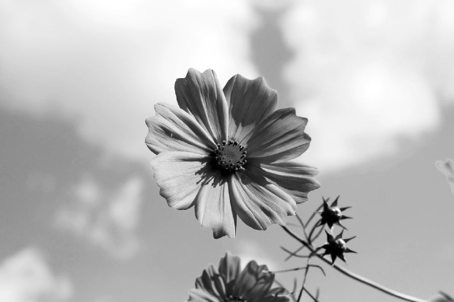 Cosmos Flower Closeup B&W View Photograph Print 100% Australian Made