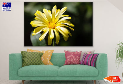 Sea Marigold Flower Closeup Photograph Print 100% Australian Made