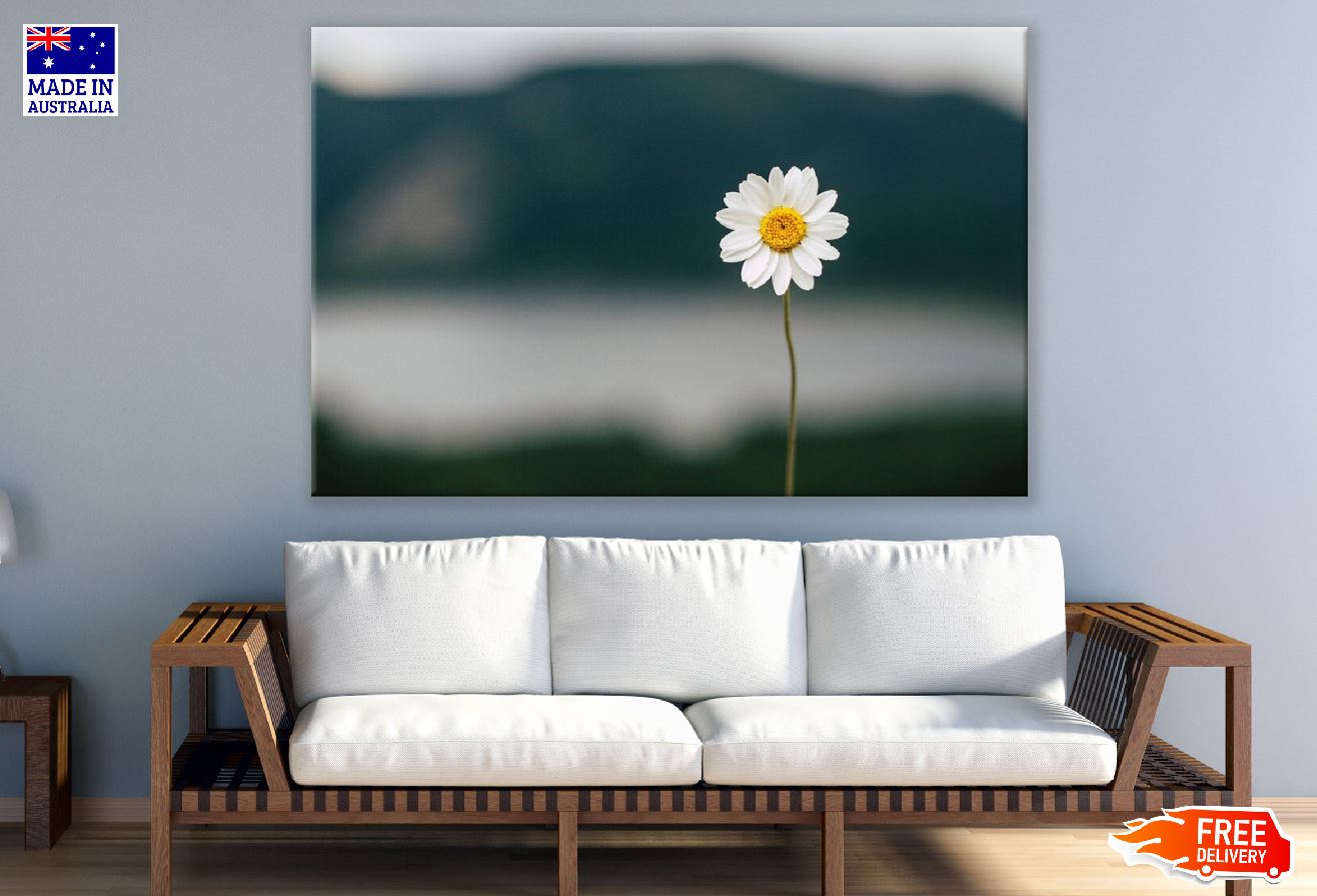 Daisy Flower Closeup Photograph Print 100% Australian Made