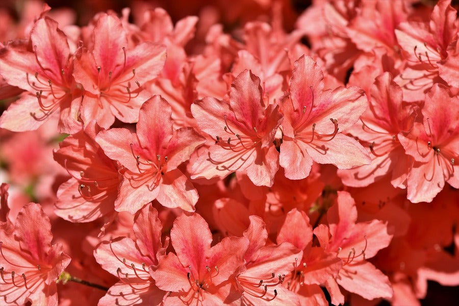 Red Rhododendrons Flowers Photograph Print 100% Australian Made