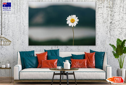 Daisy Flower Closeup Photograph Print 100% Australian Made