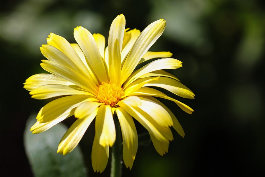 Sea Marigold Flower Closeup Photograph Print 100% Australian Made