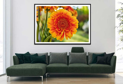 Orange Gerbera Flower Photograph Home Decor Premium Quality Poster Print Choose Your Sizes