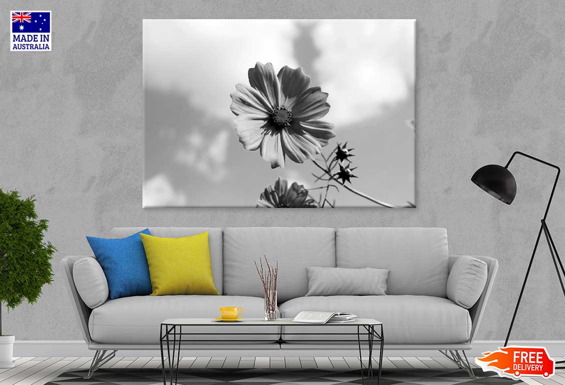 Cosmos Flower Closeup B&W View Photograph Print 100% Australian Made