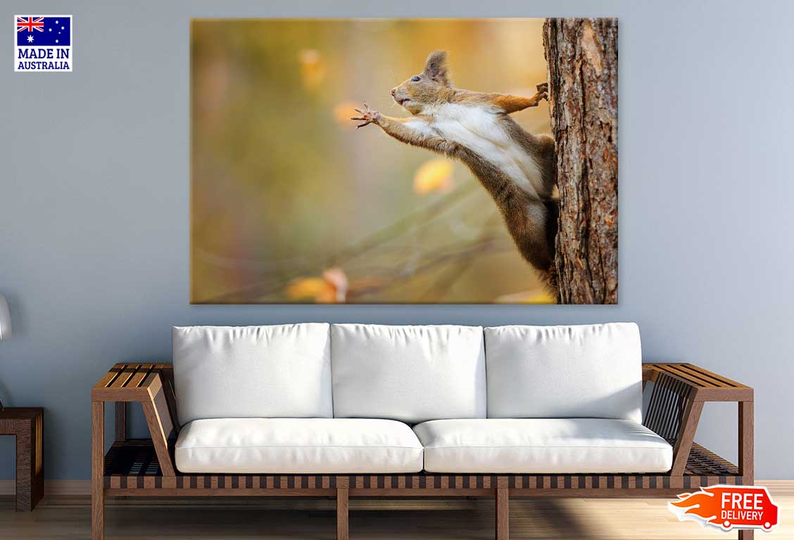 Squirrel on Tree Closeup View Photograph Print 100% Australian Made