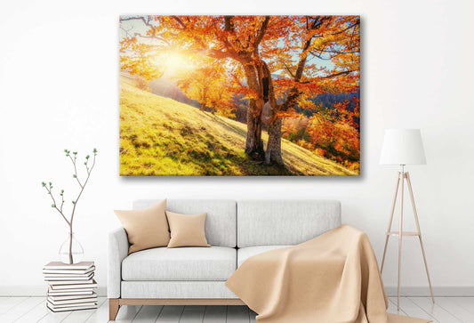Bella Home Grass Field & Autumn Tree Sunset Print Canvas Ready to hang